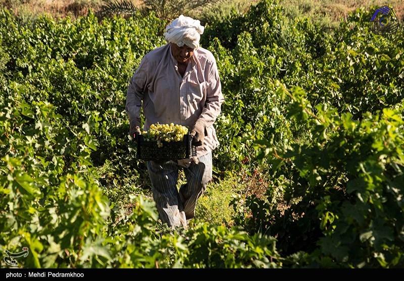 یک میلیون روستایی و کشاورز در دولت سیزدهم بیمه شدند