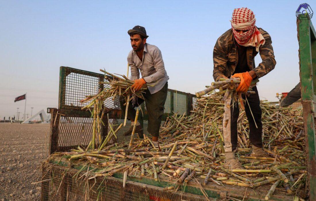 نکات آموزشی و کاربردی برای کارگران نیشکری در خوزستان