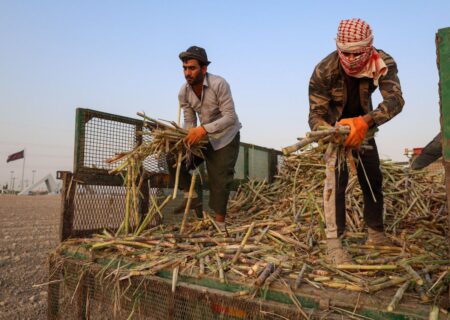 نکات آموزشی و کاربردی برای کارگران نیشکری در خوزستان