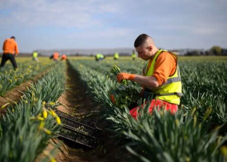 چرا کارگران فصلی قدرت سازماندهی ندارند؟